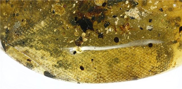 科学家首次在琥珀中发现蛇 蛇琥珀是怎么形成的-汇美优普-热门搜索话题榜